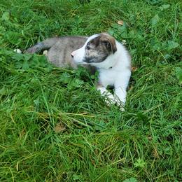 Darcie- Pink Collar - Brindle female Border Collie puppy in Chester, Vermont from Countryside Border Collies