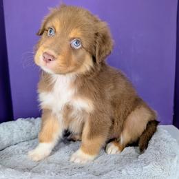Jasmine3Boy2- RTM,LONG tail, blue eyes likely, CHIC-OFA-DNA-AKC Titled Parents - Red tri-color male Australian Shepherd puppy in South Hill, Virginia from Silverside Aussies LLC