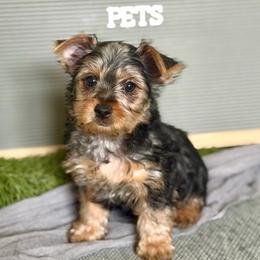 Poppi - Black and tan male Yorkshire Terrier puppy in Richmond, Texas from Perfectly Posh Pets