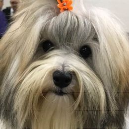 Biewer Terriers, Cotons de Tulear, Havanese, and Pugs from Liberty Show Dogs