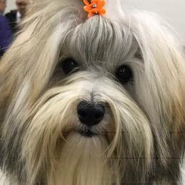 Biewer Terriers, Cotons de Tulear, Havanese, and Pugs from Liberty Show Dogs