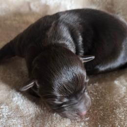 Camshaft - Red tri male Miniature Australian Shepherd puppy in Paris, Texas from Blue Envy Mini Aussies