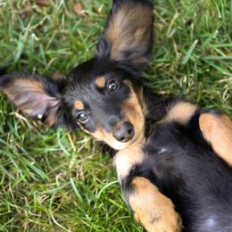 Dachshund Puppies from Olia Mirra
