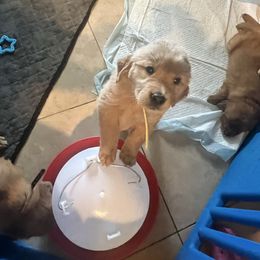 Girl 3 - Light golden female Golden Retriever puppy in Richmond, Virginia from River City Golden Retrievers