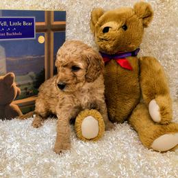 "Powell" Goldendoodle Puppies from Ming’s Dynasty Doodles