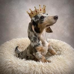 Dye - Dachshund