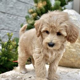 Goldendoodle Puppies from Doodle Doodle Dogs