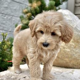 Goldendoodle Puppies from Doodle Doodle Dogs