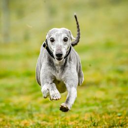 Whippets from Timbreblue Whippets