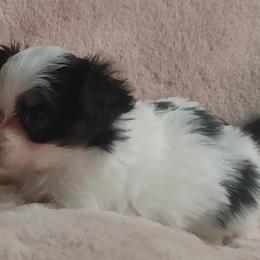 Lucy - White black and tan female Papillon puppy in Frostproof, Florida from Longwing Kennel