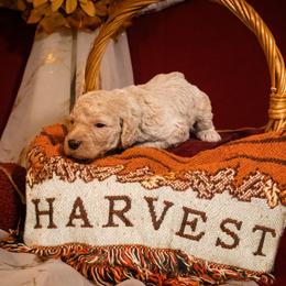 Waylon Jennings - Parti male Poodle puppy in Ten Mile, Tennessee from Bella's Beauties Moyen Poodles