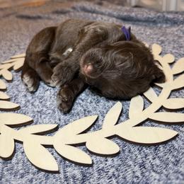 Maverick - Brown and white male Portuguese Water Dog puppy in Colorado Springs, Colorado from Melissa's Portuguese Water Dogs
