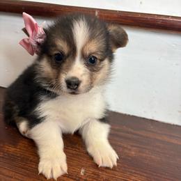 Purple Collar - Black and tan female Pembroke Welsh Corgi puppy in Abingdon, Virginia from Em-K Kennels