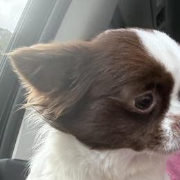 Mercy - Chihuahua