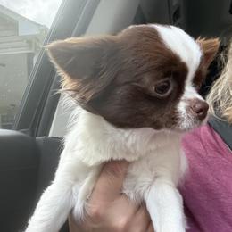 Mercy - Chihuahua
