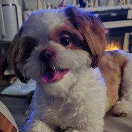 Jack - Shih Tzu
