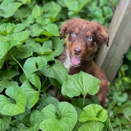 Kree - Red tri-color female Australian Shepherd puppy in Albertville, Alabama from Salt Creek Aussies