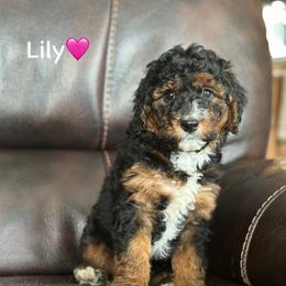 Lily - Black tri-color female Aussiedoodle puppy in Lancaster, Minnesota from Finney Ranch