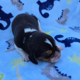 Cove - Black red and white male Beagle puppy in Bethany, Missouri from Fox Creek Beagles