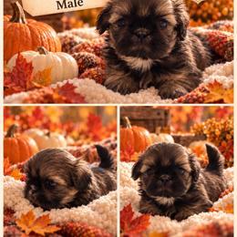 Sable Boy - Sable male Shih Tzu puppy in Bethpage, Tennessee from Tennessee's Treasured Shih Tzus