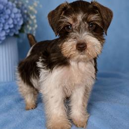 Spanky - Liver male Miniature Schnauzer puppy in Bloomington, California from Michael's Minis