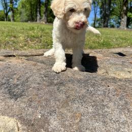 Goldendoodle Puppies from Winchester Doodles