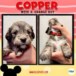 Copper (Orange) - male Golden Mountain Doodle puppy in Boiling Springs, South Carolina from OlliePups, LLC