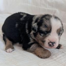 Onyx - Blue merle male Miniature Australian Shepherd puppy in Crockett, Texas from Pleasant Grove Aussies