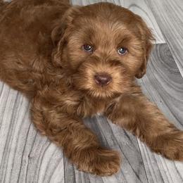 Australian Labradoodle Puppies from Integrity Labradoodles