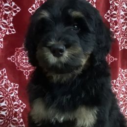 Journey - Phantom Bernedoodle puppy in Frisco, North Carolina from Beach Bernedoodles