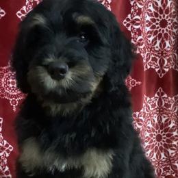 Journey - Phantom Bernedoodle puppy in Frisco, North Carolina from Beach Bernedoodles