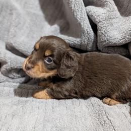 Potato Salad - Chocolate and tan male Dachshund puppy in Spring Hope, North Carolina from Hogan’s Lowrider Hounds