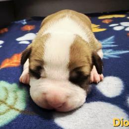 Dion - Red male American Staffordshire Terrier puppy in Clintwood, Virginia from SkyBlue Kennel