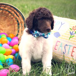 Poodle Puppies from The Parti Collection