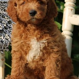 Cavalier King Charles Spaniels, Cavapoos, and Pomskies from Hatz Off Puppies