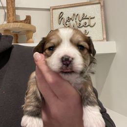 Boy 3 - Havanese puppy in Osceola, Indiana from LUV my HAVAMALT