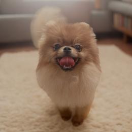 Honey - Orange female Pomeranian puppy in Sacramento, California from Poodles & Pomeranians of Manila