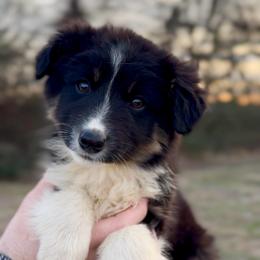 Odin - Boy 4 - Black & white male Miniature Australian Shepherd puppy in Murfreesboro, Tennessee from Norby's Mini Aussies