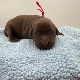 Red - Chocolate male Labrador Retriever puppy in Heath Springs, South Carolina from Rich Hill Retrievers