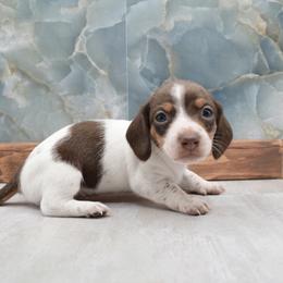 Smooth Hair Boy - Piebald male Dachshund puppy in Wichita, Kansas from Geta Long Little Doggie