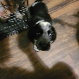 English Springer Spaniel Puppies from Savannah River Springers