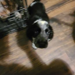 English Springer Spaniel Puppies from Savannah River Springers