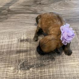 Rio - Red brindle female Havapoo puppy in Brookings, South Dakota from Hofer Pups