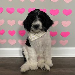 Goldendoodle, Golden Retriever, and Sheepadoodle Puppies from Guppy Puppies