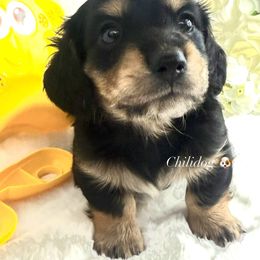 Dachshund Puppies from Chilidog Dachshunds