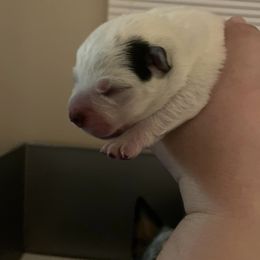 Australian Cattle Dog Puppies from DoReMi ACDs