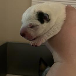 Australian Cattle Dog Puppies from DoReMi ACDs