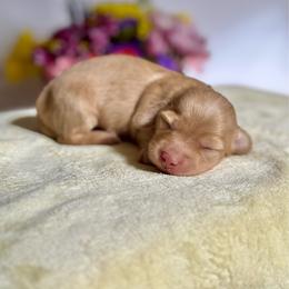 Peach - Red female Dachshund puppy in Cinebar, Washington from Pure Joy Labradors and Mini Dachshunds