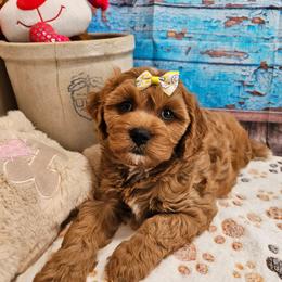 Rosa - Red female Cavapoo puppy in Lebanon, Missouri from Leerose Puppies
