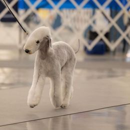 Trina - Bedlington Terrier